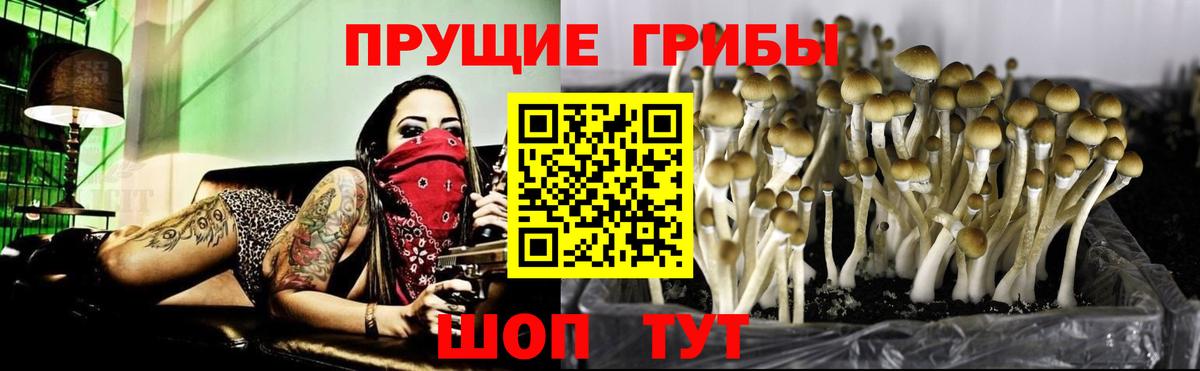 Псилоцибиновые грибы прущие грибы Строитель